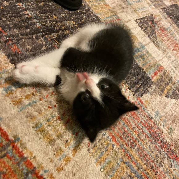 Meet your Posher, Mckenzie - Picture 4 of 4